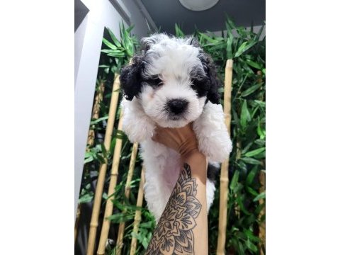 Orjinal maltese terrier bebekler