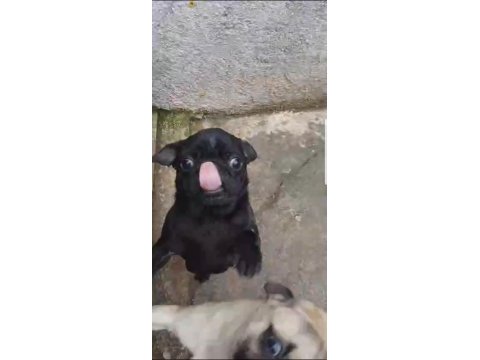 Orjinal sıfır burun ve kuyruk dişi ve erkek pug