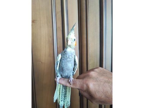 1.5 aylık yeme düşmek üzere yavru sultan