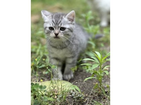 Şecereli british shorthair bebeklerim