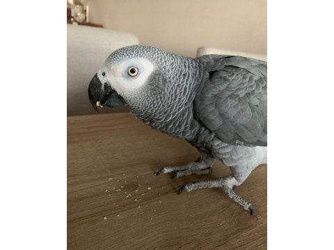 Jako el besleme yavru insana alışkın eğitimli