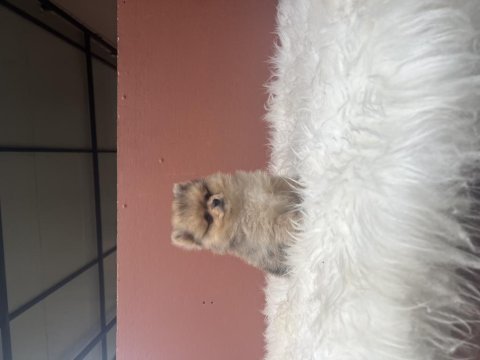 Pomeranian boo 70 günlük