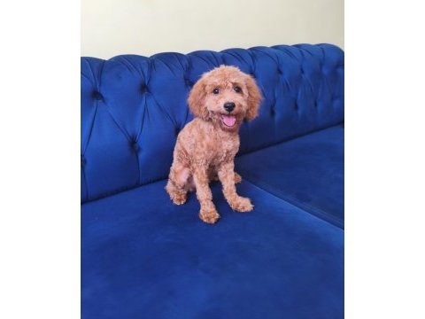 6 aylık red toy poodle kızımız