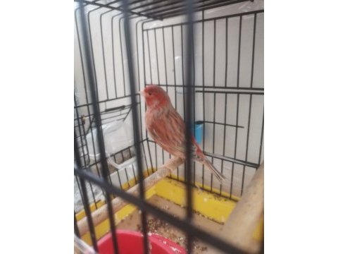 Kırmızı pastel izabel erkek kanarya