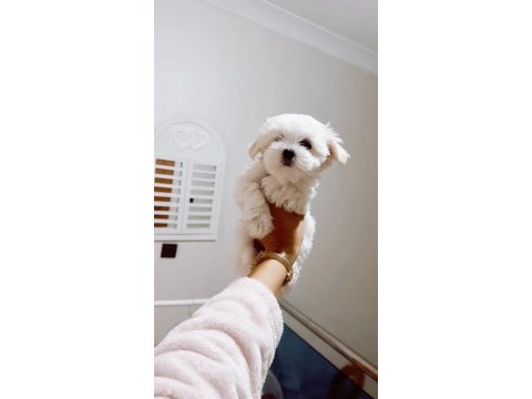 Orjınal maltese dişi terrier