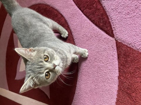 British shorthair 7 aylık