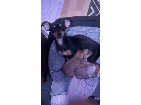 2 aylık pinscher