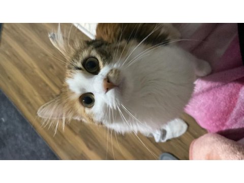 Daha yeni 1 yaşına giren kedimiz güneşimize yuva arıyoruz