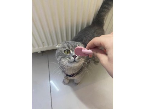 Ücretsiz sahiplendirme scottish fold kedisi
