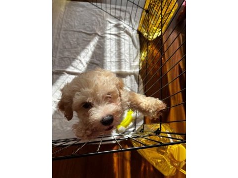 2 aylık erkek maltipoo