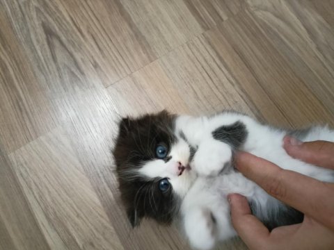 Scottish fold bebekler