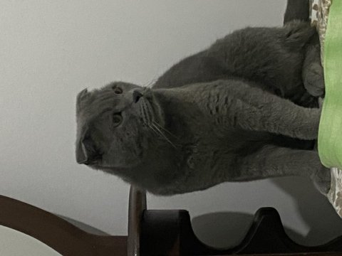 Uysal ürkek scottish fold bebeğim
