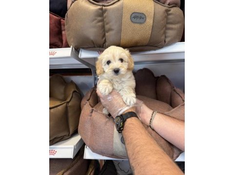 Maltipoo babyface yavrularımız