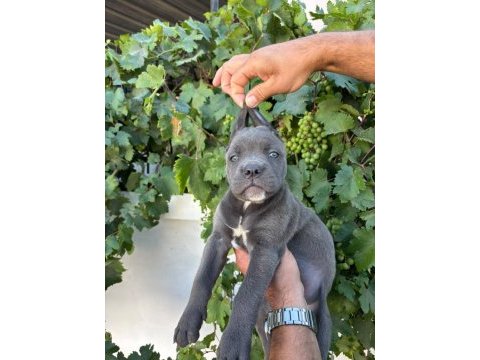 Cane corso yavrularımız