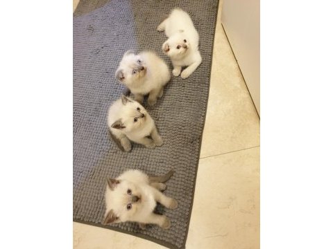 Scottish fold 2.5 aylık yavrumuz