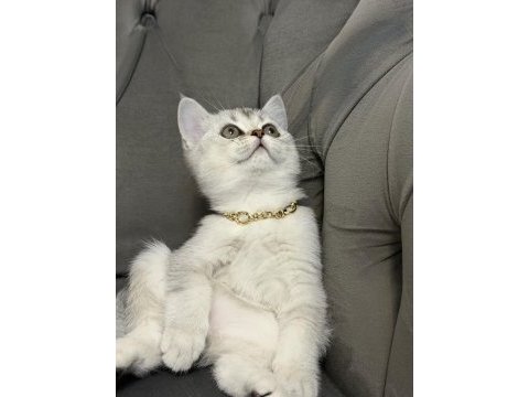 British shorthair kızımız