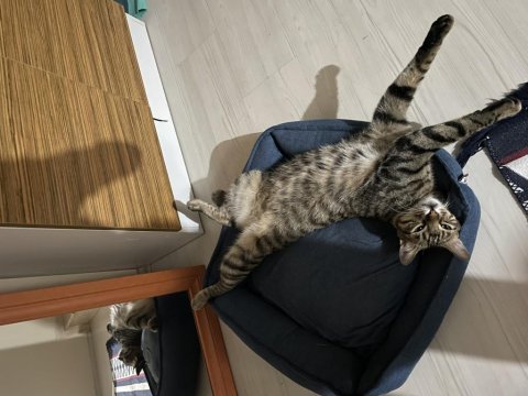 Tekir erkek cipli tekir oğlumuz