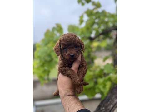 Toy poodle yavrular
