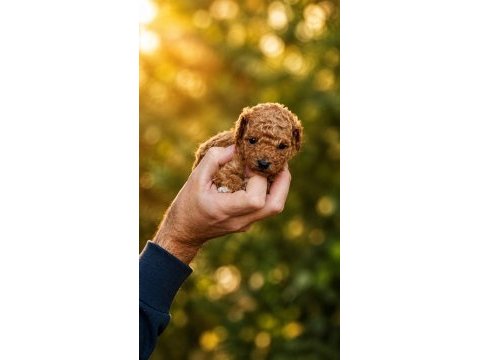Çook tatlı poodle yavrular