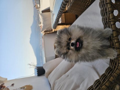 Ponçik pomeranian yeni yuvasını arıyor