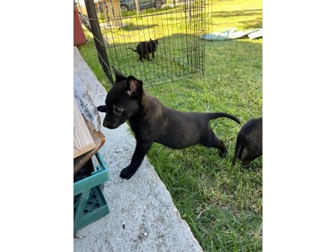 Safkan malinois yavrularımız