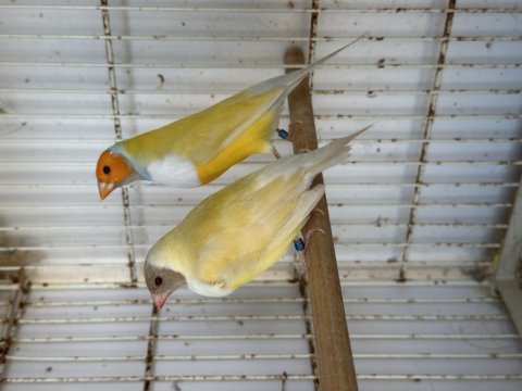 Goldian finch ve ispinoz türleri