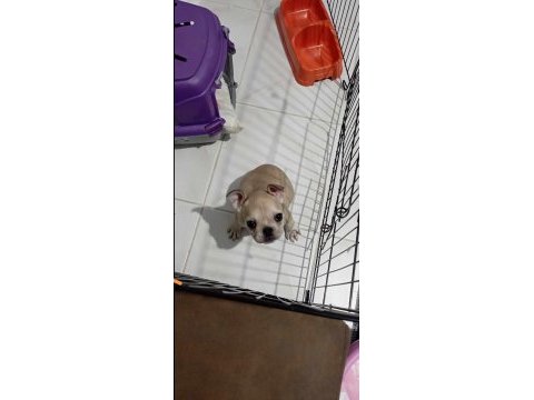 Renk ve anatomi güzeli exotic french bulldog yavrular