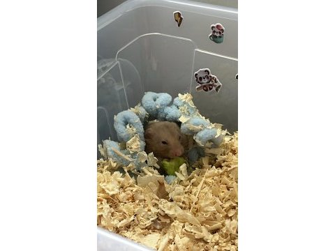 Suriye hamsteri