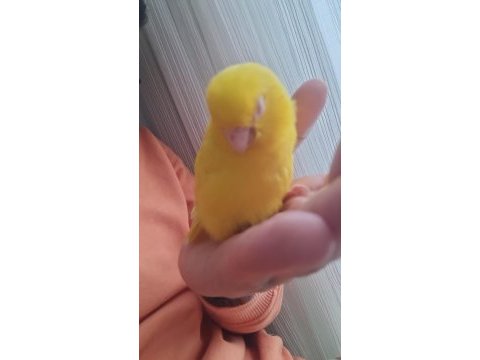 2 yaşında çift forpus papağanı