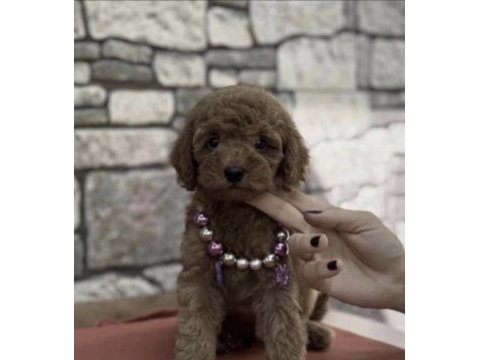 Toy poodle köpeği sağlıklı