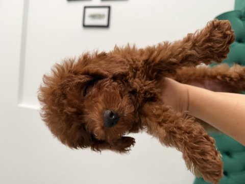 2 aylık minik yavru poodle