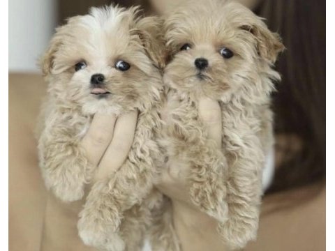 Maltipoo safkan