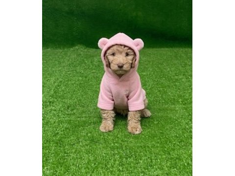 Maltipoo minikler