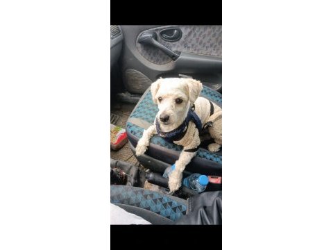 Bichon frise anne toy poodle baba kırması