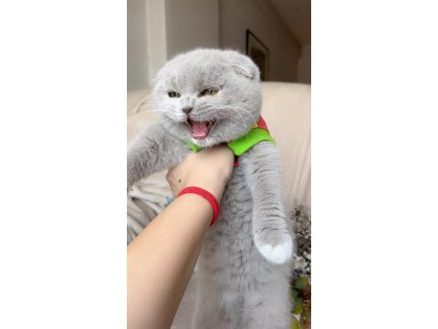 Mükemmel kız bebeklerim scottish fold top kafalar