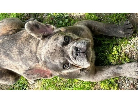 8 aylık özel renkte french bulldog erkek