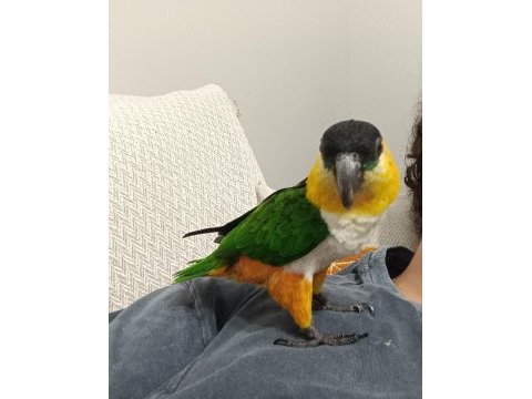 Cana yakın caique (kayık) papağanı