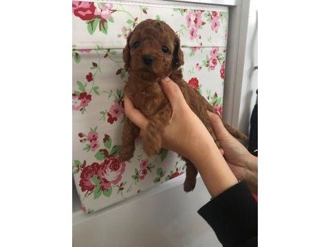 Irk ve sağlık garantili toy poodle