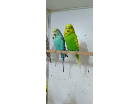 Show jumbo muhabbet kuşu ve salma kafes