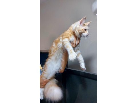 Üst kaliteli maine coon erkek polydactyl silver red