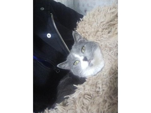 British shorthair kedimi çiftleştirmek istiyorum