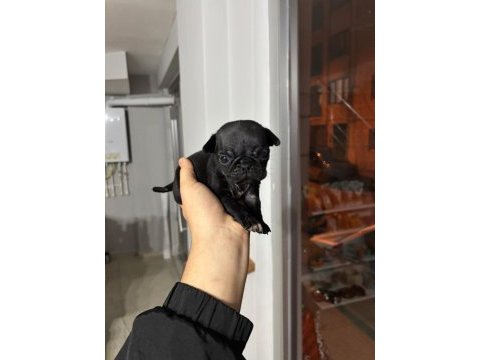 Gül kuyruk sıfır burun pug köpekler
