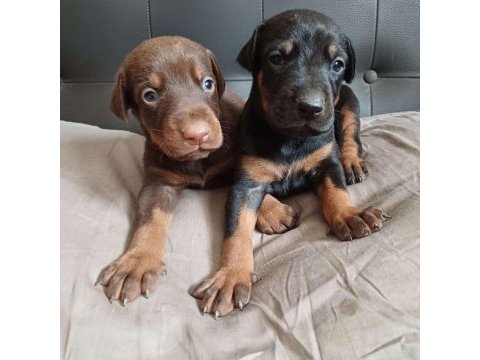 Dev doberman yavruları kingboy