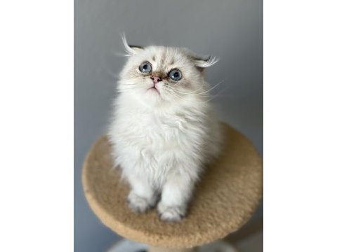 Scottish fold longhair