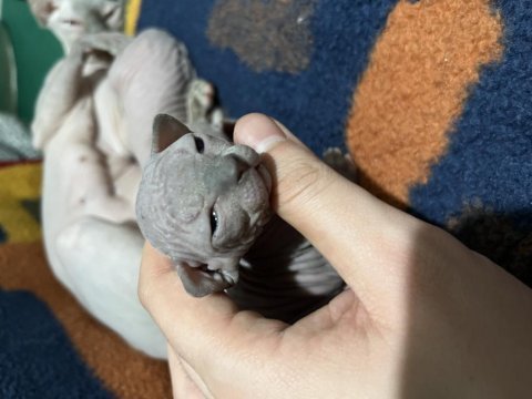 Safkan kanada sfenks yavruları