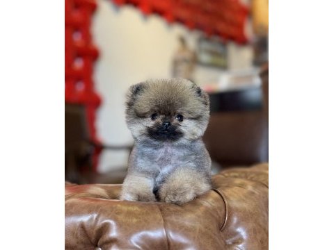 Mikro tea cup orange ayı surat pomeranian boo