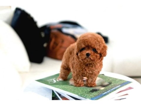 Safkan toy poodle bebeklerimiz