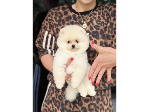 Ayı surat erkek pomeranian boo