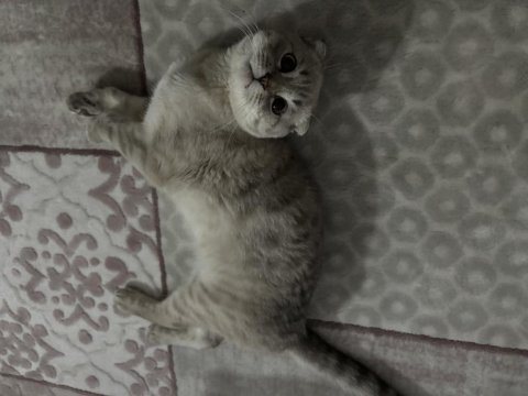 Scottish fold oğlum paşayı sahiplendiriyorum