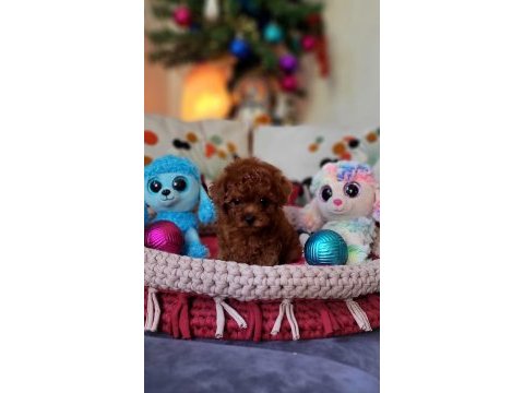 Şecereli mini boy kore toy poodle yavrularımız